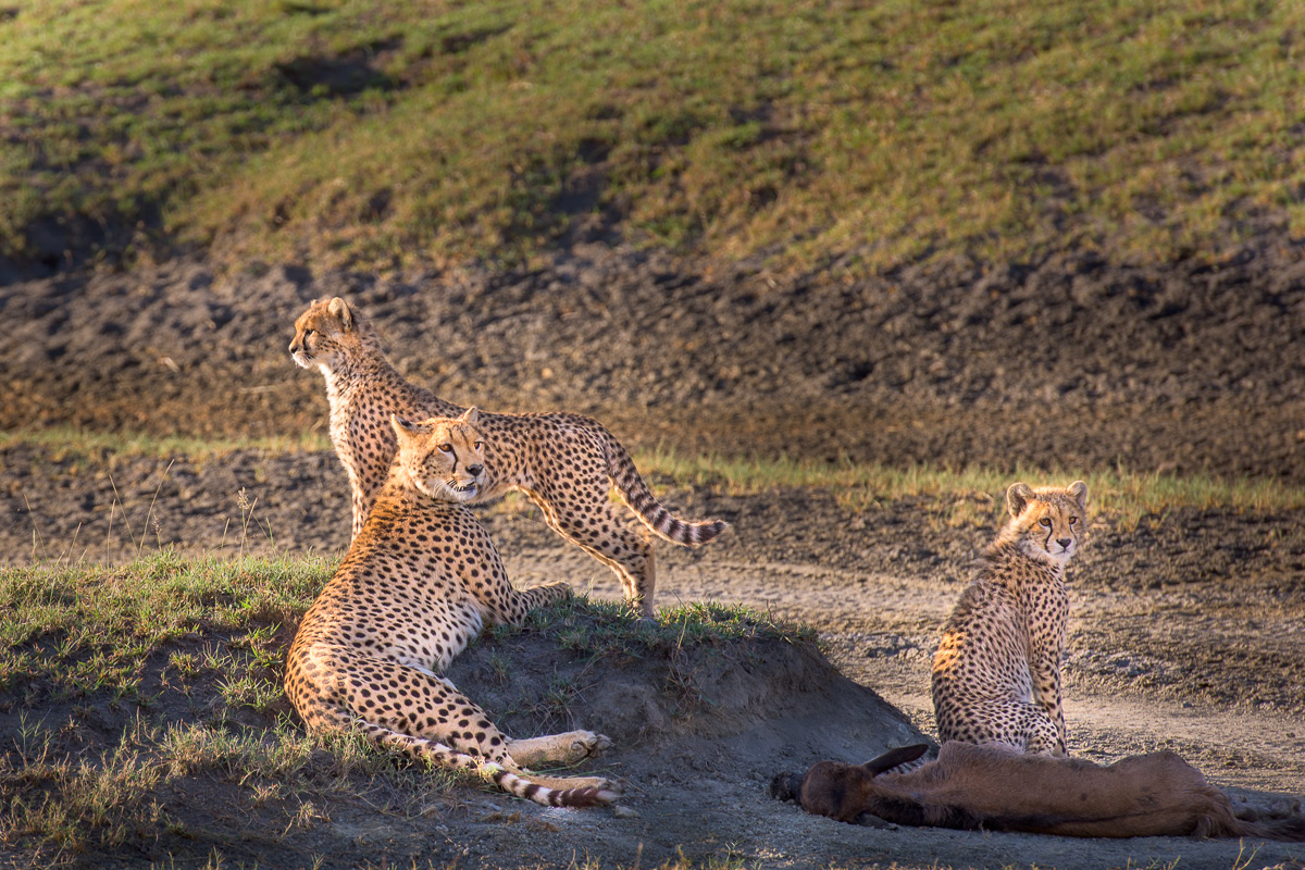 A mother cheetah and her 2 cubs stand guard over the young wildebeest killed a few moments prior.